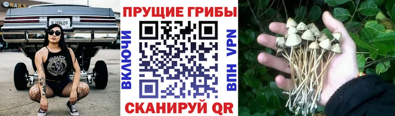 магазин продажи наркотиков  Борисоглебск  Галлюциногенные грибы Magic Shrooms 